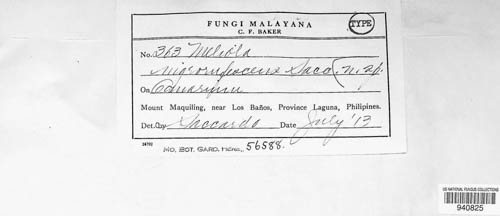 Meliola nigrorufescens image